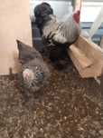 Ovos Brahma azul ,buff, light e dark