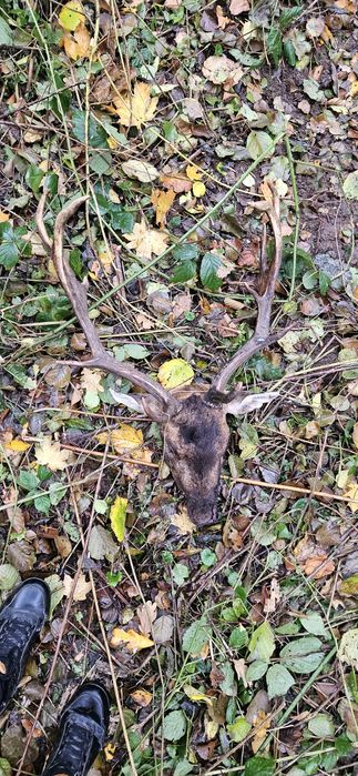 Poroze daniela z czaszka