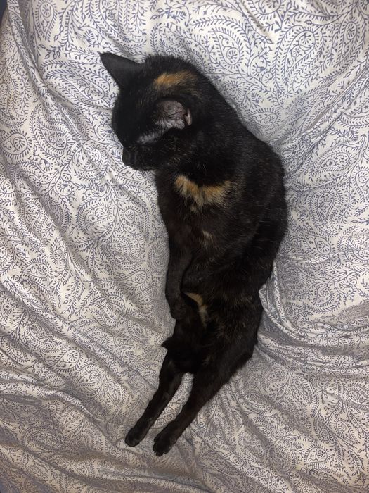 zaginęła CZARNA KOTKA z rudymi plamkami - otrębusy