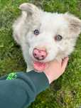 Border Collie Piesek, Red Merle