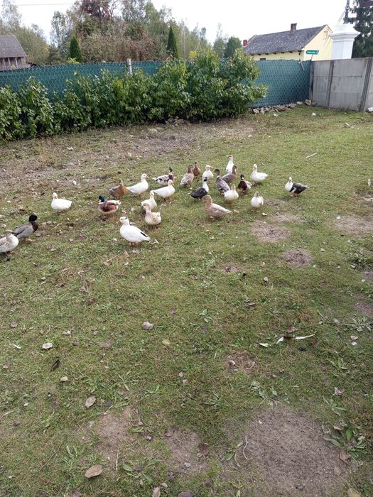 Kaczki call duck kanadyjki