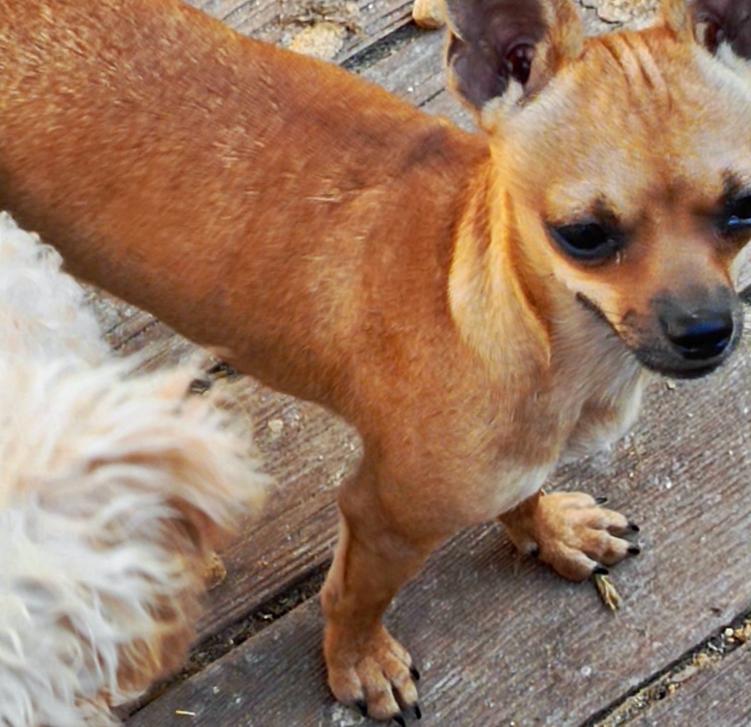 Sunia chihuahua ruda