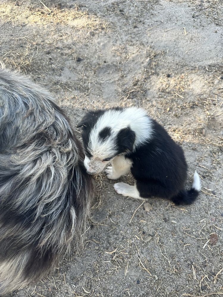 Border collie puro