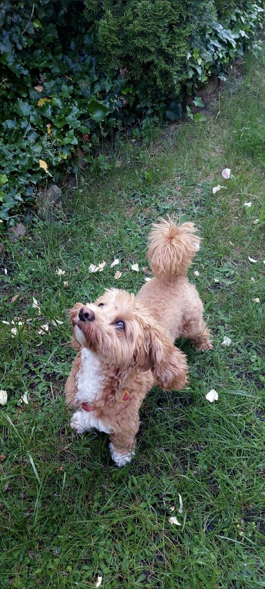 Maltipoo F1B red mix maltipoo & pudel toy