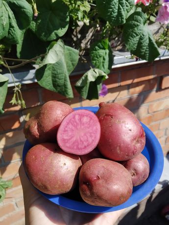 Картофель на посев Хортица