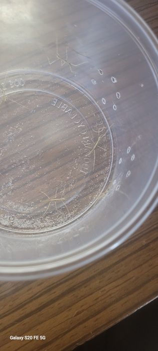 Patyczaki rogate mlode