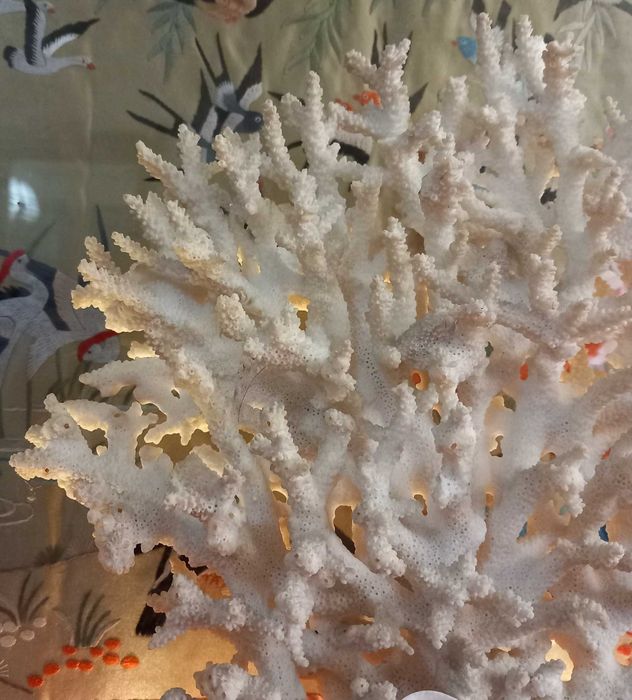 Bonito e Grande Coral peça em forma de Leque,