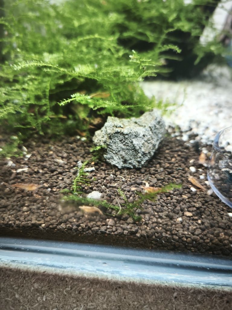 Neocaridina orange fire