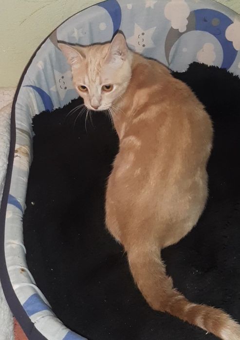 Тварини безкоштлвно