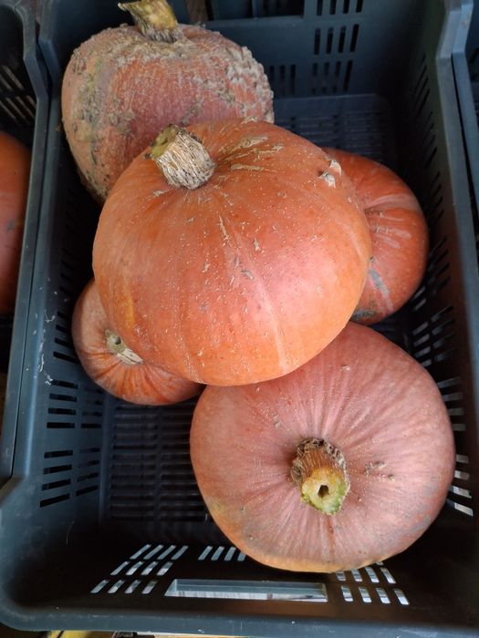 Sprzedam dynie, różne rozmiary 1 zl kg