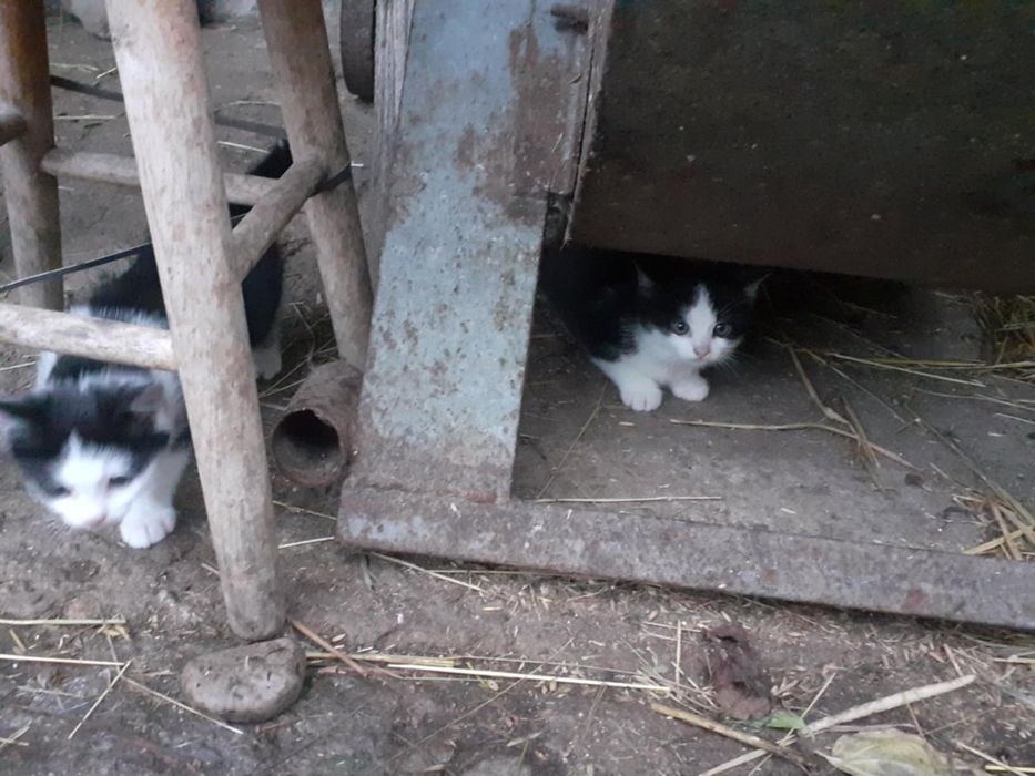 Mam do oddania 3 małe kotki