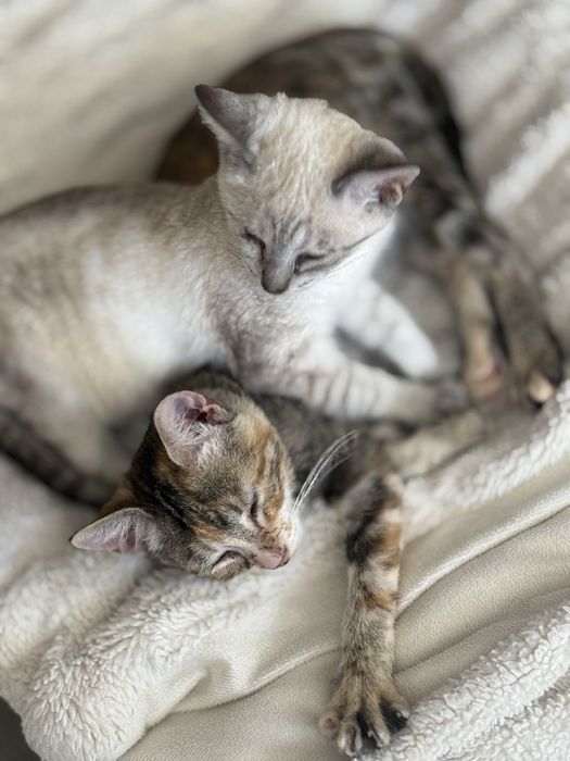 Gatas bebes - para adoção