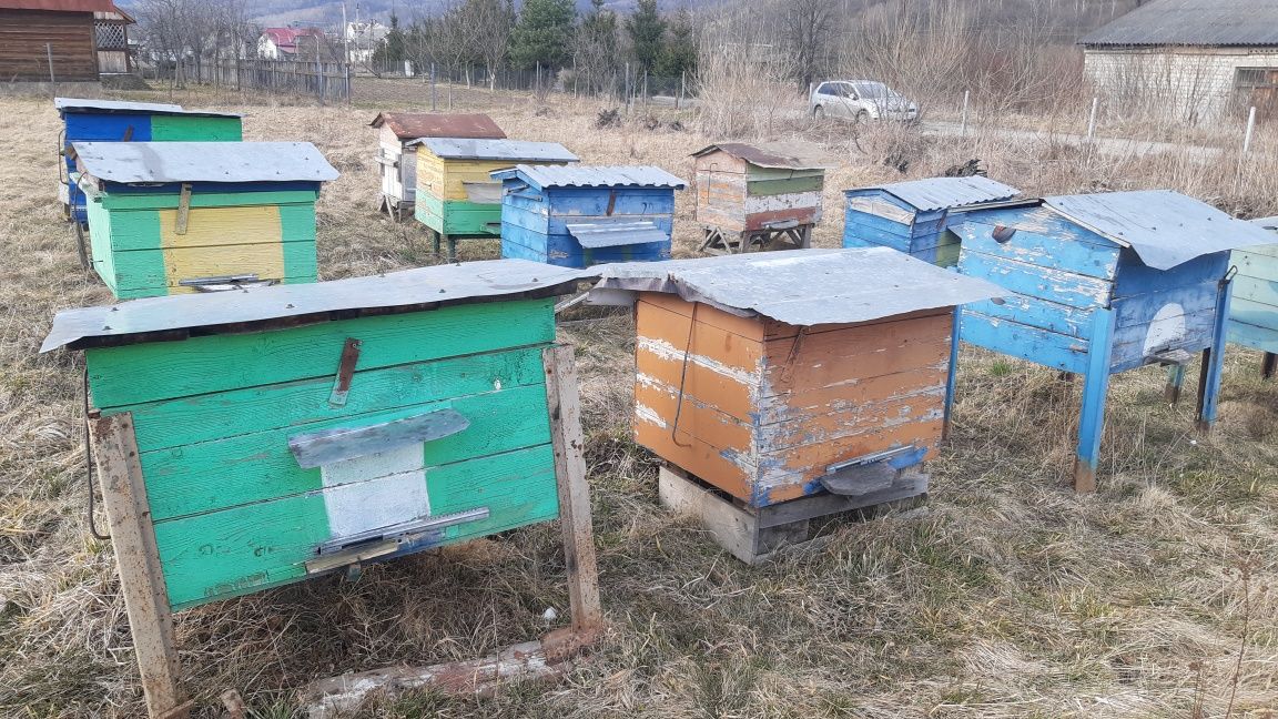 Вулики дадановські.