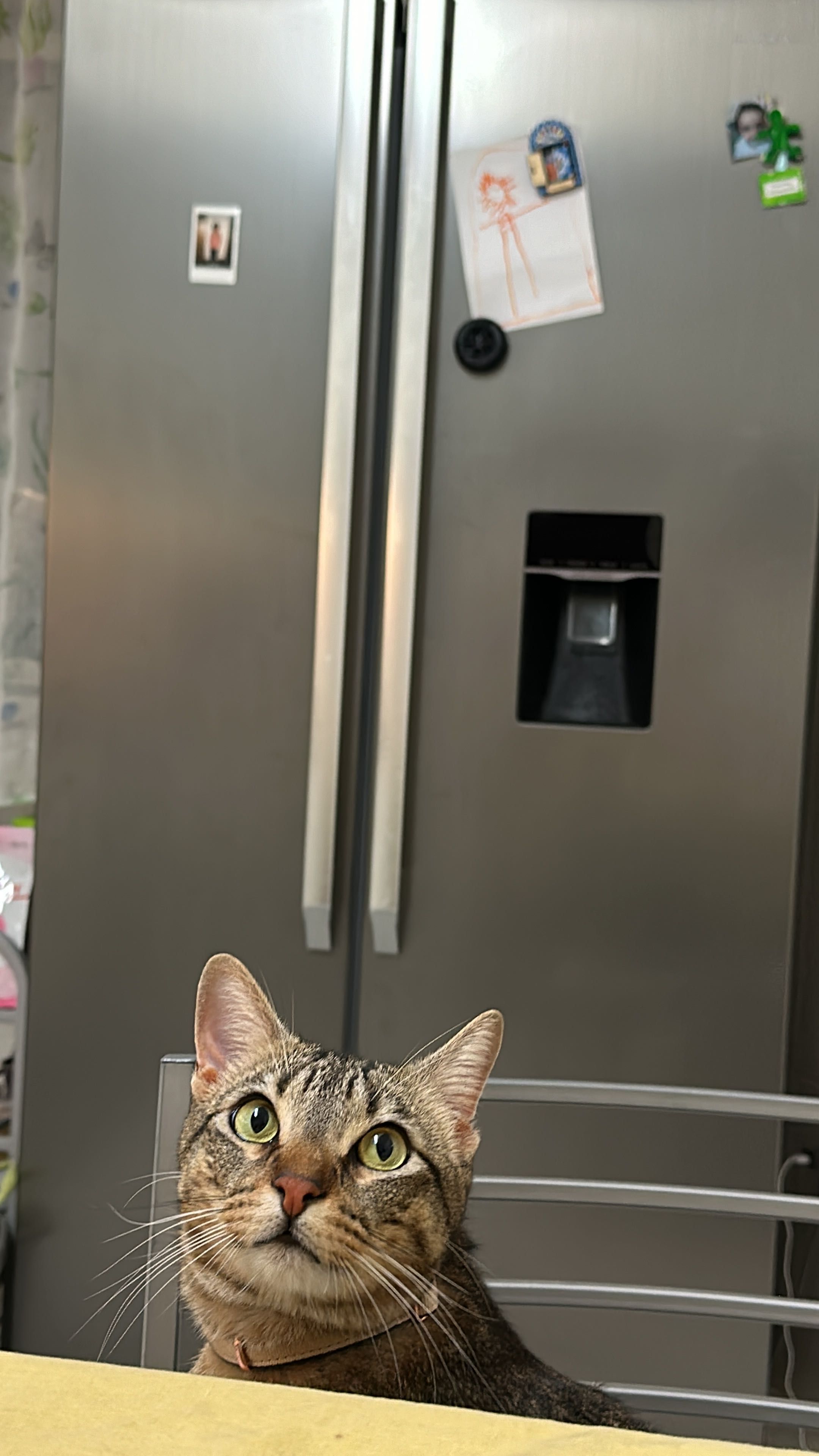 Adoção gato macho