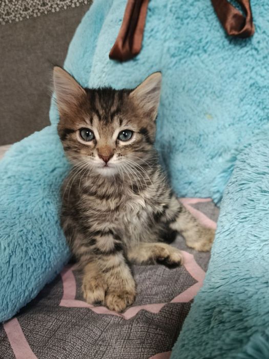 Кошенята в добрі руки