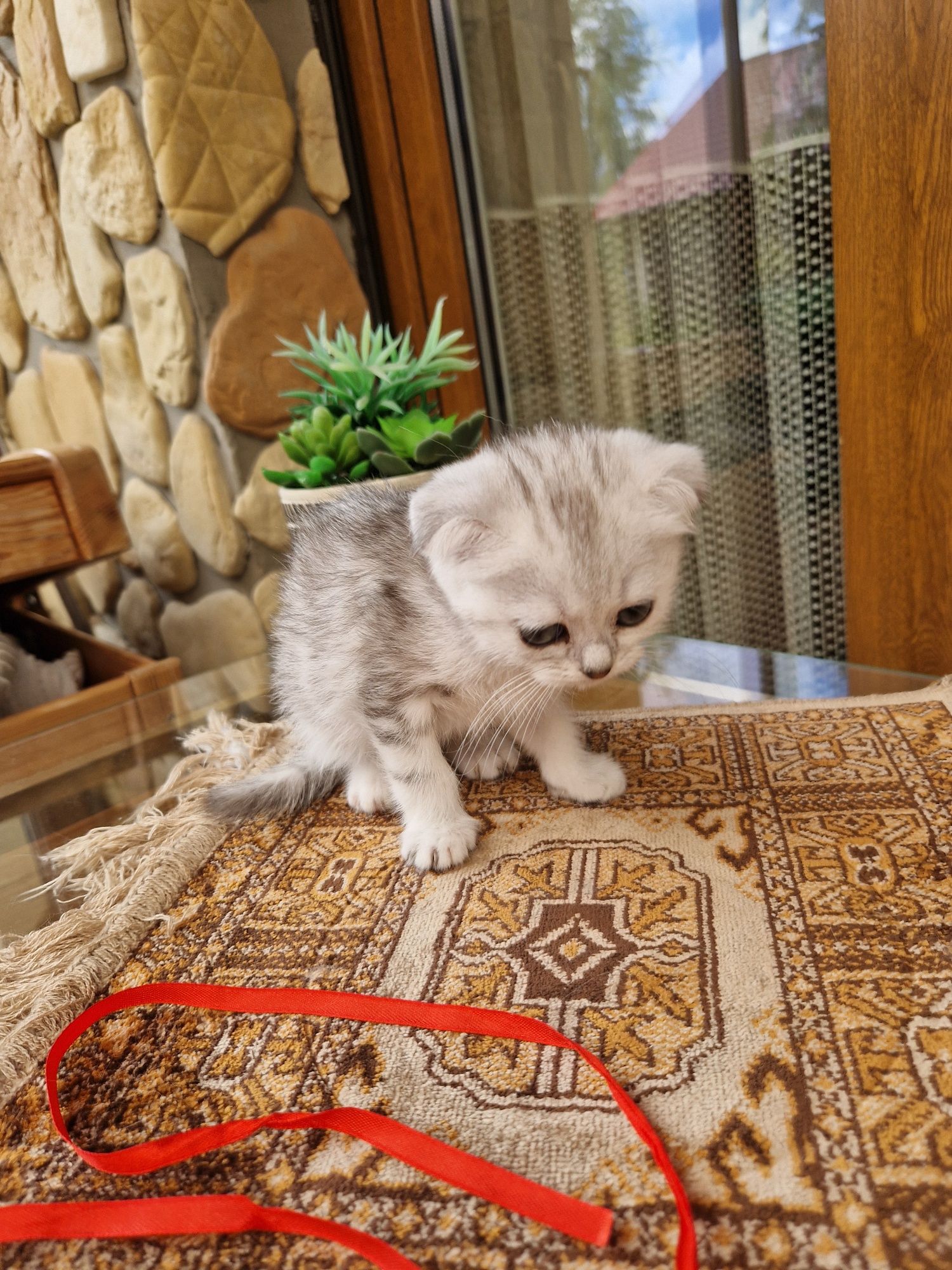 Kotka srebrna tabby krótkowłosa