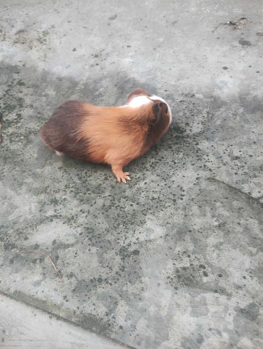 Świnki morskie do sprzedania