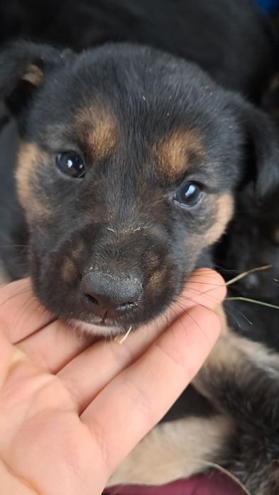 13 маленьких див шукають свій дім!