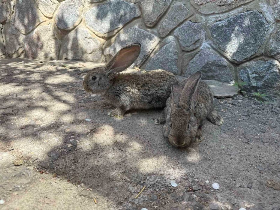 Кролята, фландр, калифорнийские