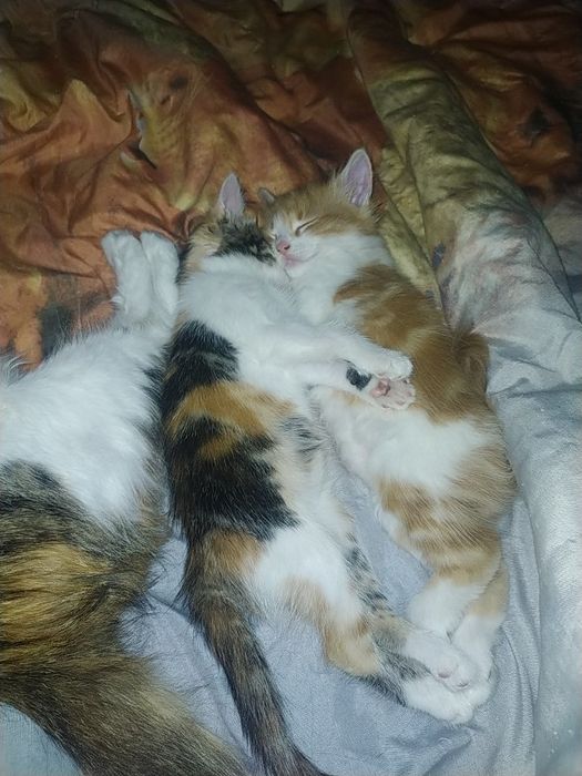 Віддам кошенят в добрі руки