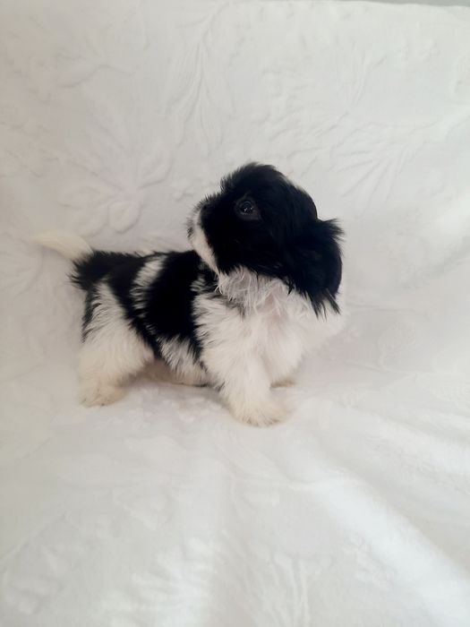 Shih tzu piesek czarno-biały