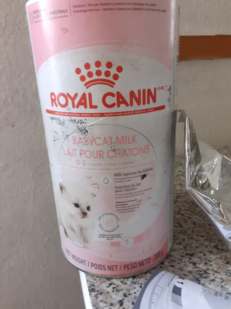 Leite gatinhos recém nascidos