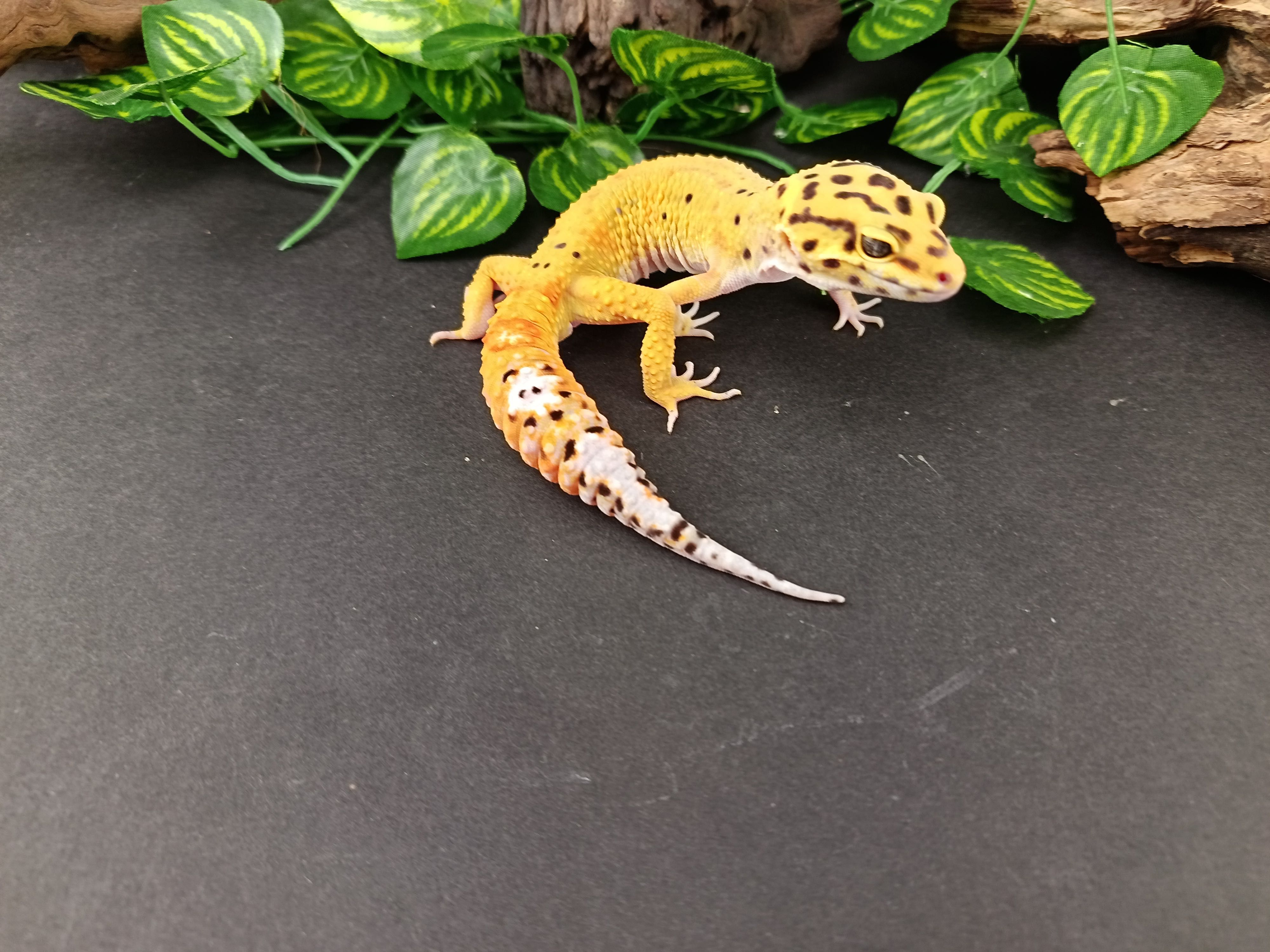 Gekon Lamparci Tangerine & Green Jungle  nr ref. EM436