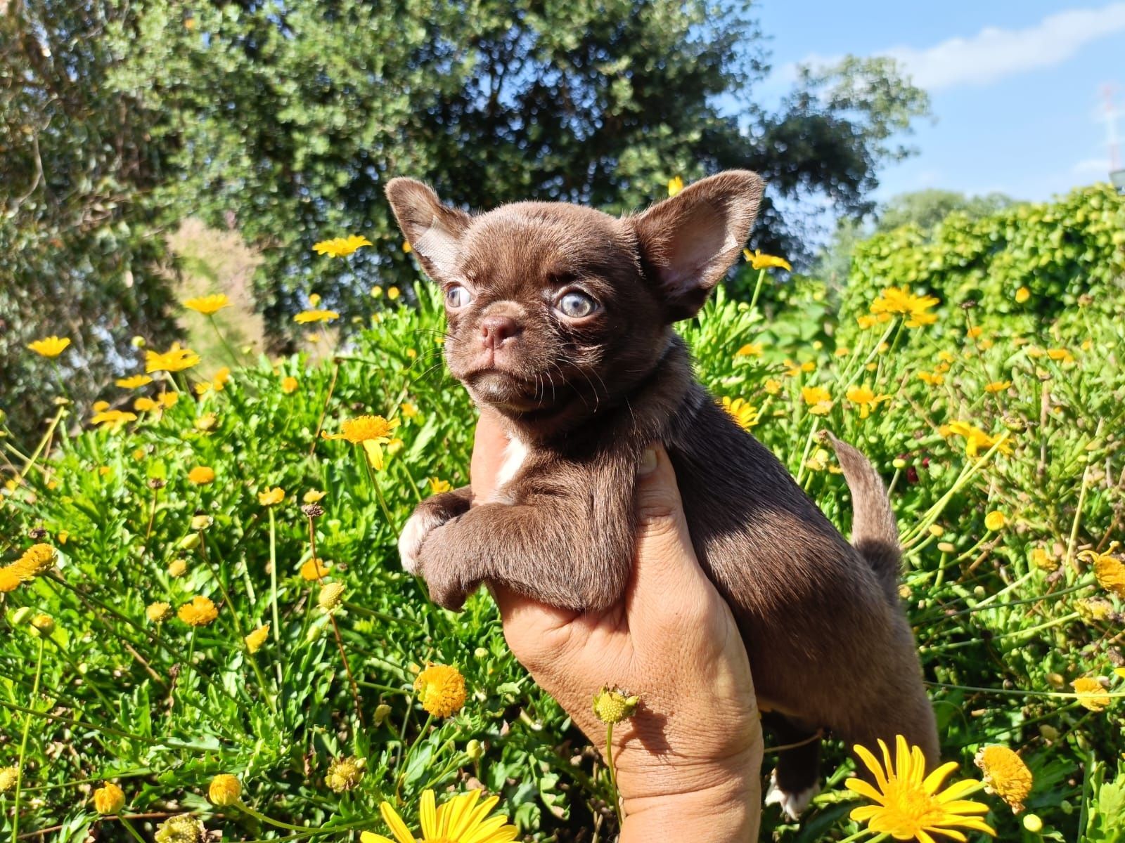 Chihuahua machinho mini pelo curto