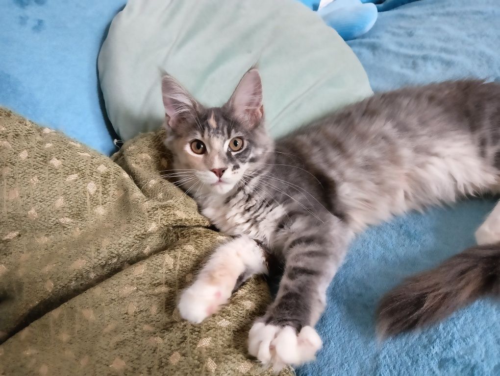 Maine coon prześliczna niebieska szylkretka z rodowodem FPL
