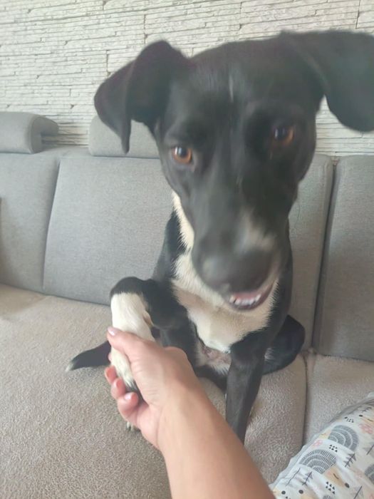 Oddam za darmo labrador