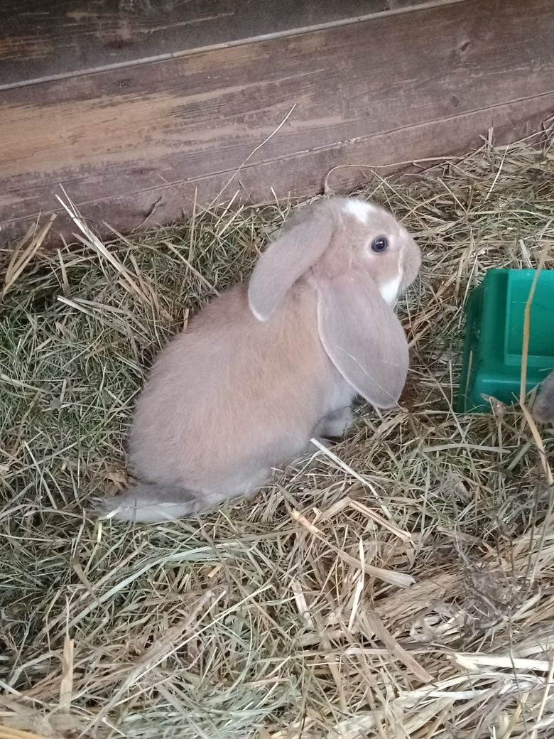 Króliki barany francuskie