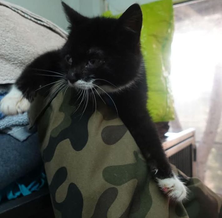 Znaleziono kotkę GDAŃSK