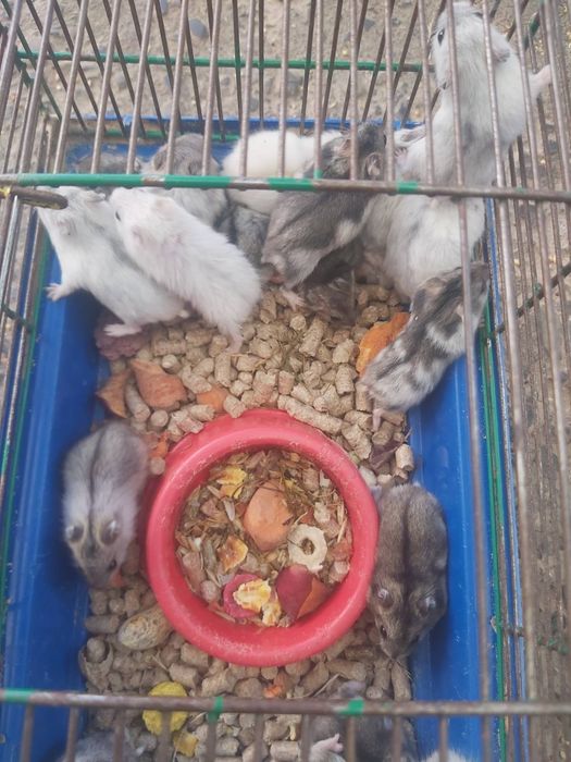 Хом'ячки різні кольори