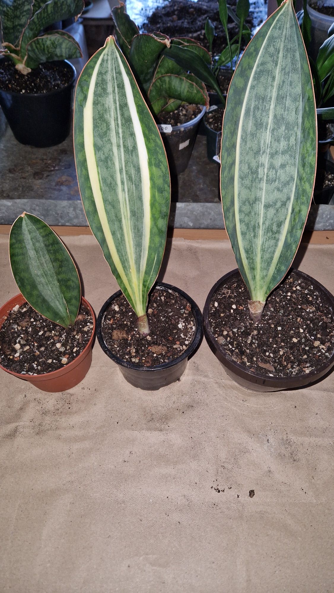 Сансевієрія, sansevieria