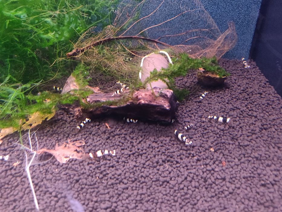 Krewetki caridina PBL Pure Black Line