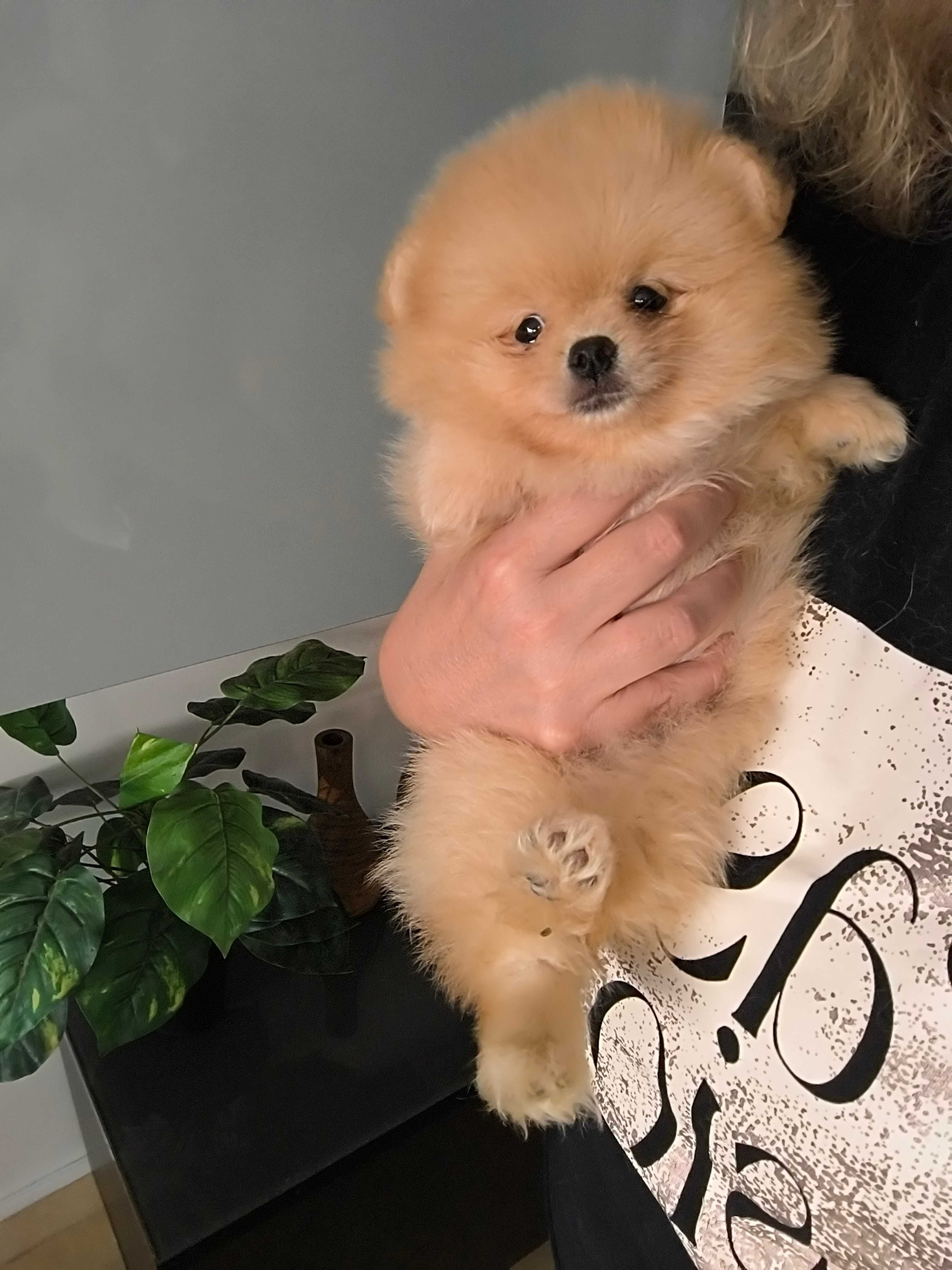 Spitz Anão Lulu da Pomerânia. Super mini. Lop e Afixo. Russo. Ursinha.