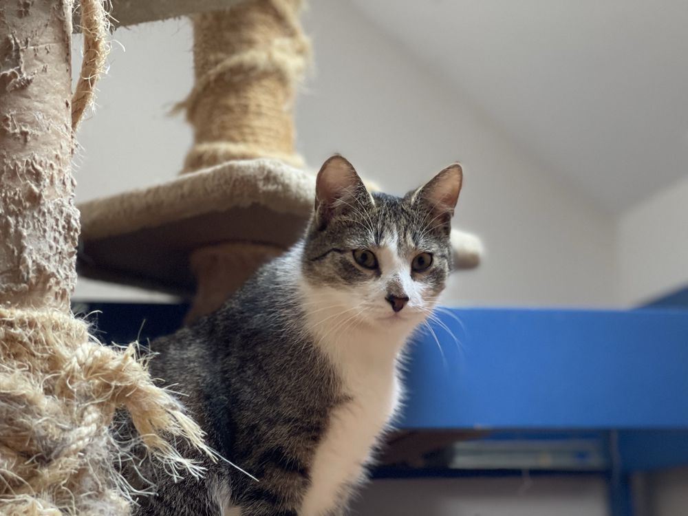 Kociaki do adopcji