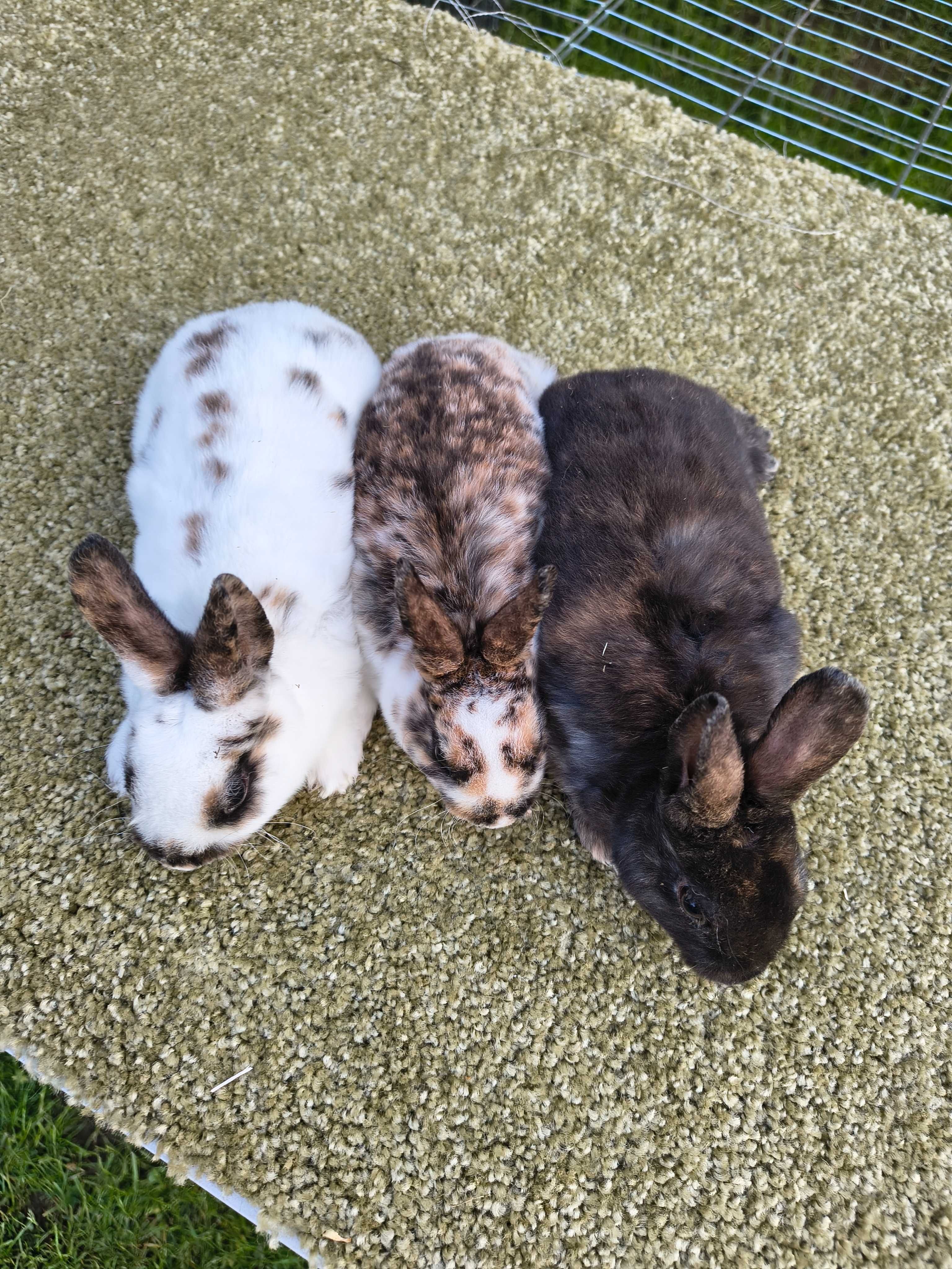 Mini rex gepard/ trojbarwny