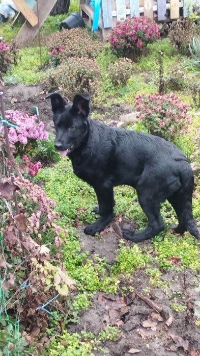 Щенки чёрной немецкой овчарки