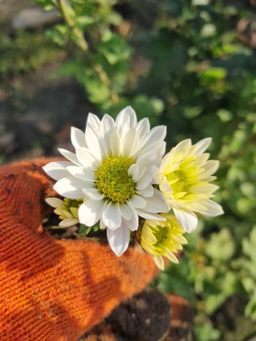 Саженцы кровавый щавель книфофия примула морозник