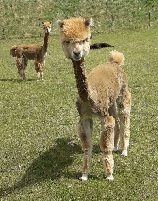 Sprzedam  Samice Alpaki Huacaya