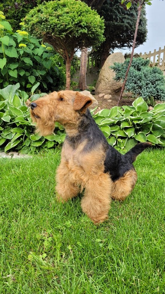 Terier Walijski ZKwP FCI Welsh Terrier szczeniaki