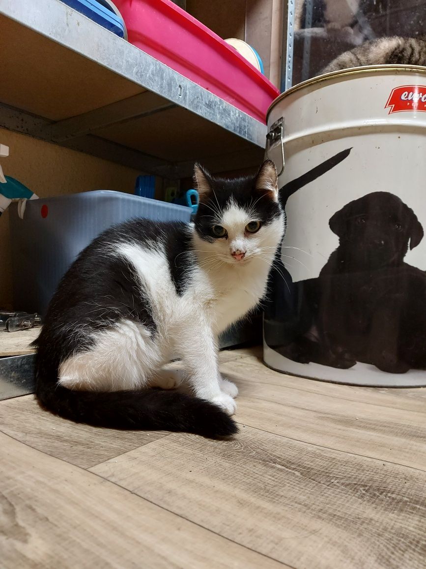 Kitku - młodziutki kocurek do adopcji!