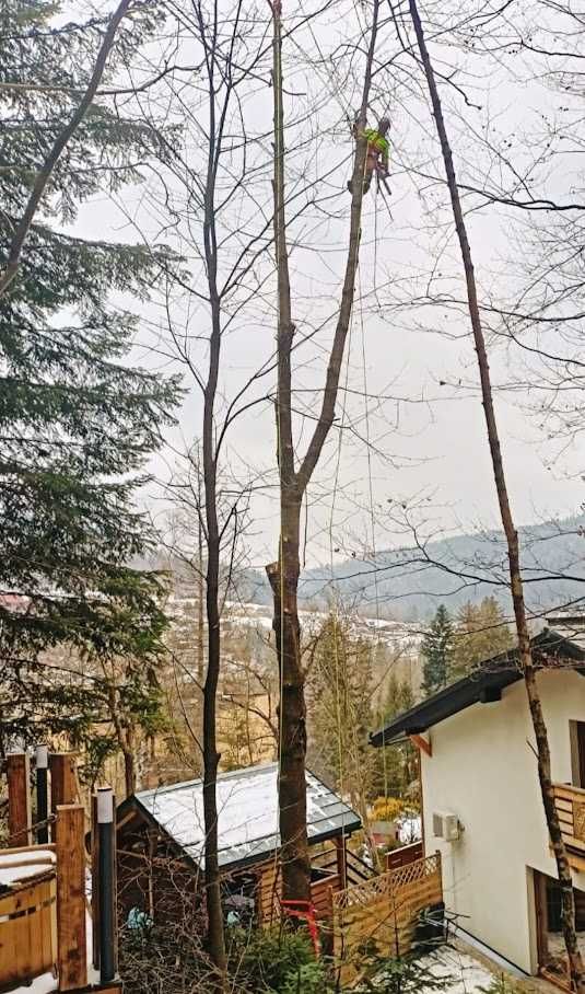 Wycinka drzew alpinistycznie(na linach)/ pielęgnacja drzew / przycinka