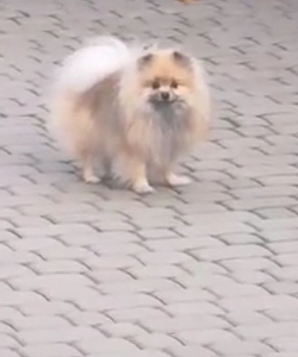 Sunia dorosla.Szpic miniaturowy Pomeranian