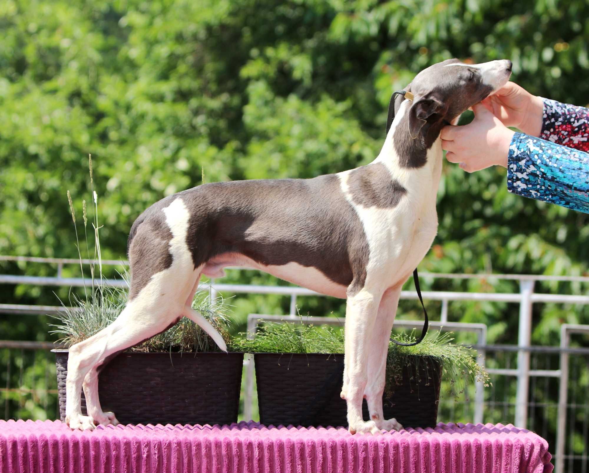 Whippet Chart Angielski, ZKwP/FCI, cudny ORFEUSZ wyjątkowej urody