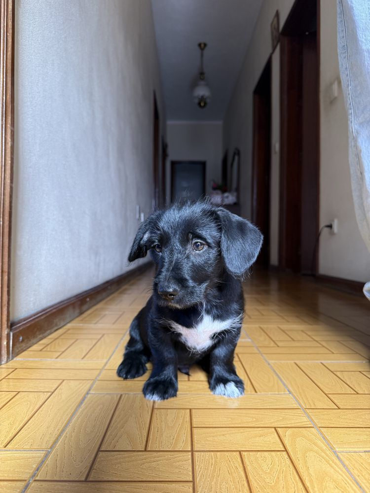 Cachorrinho para adoção responsável