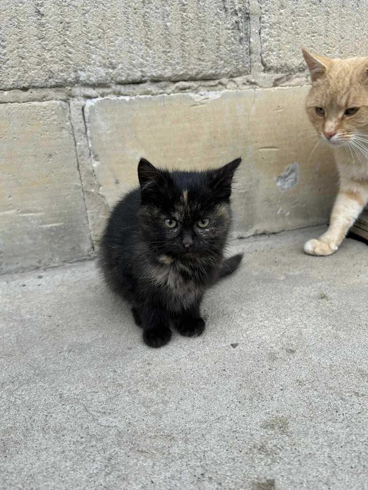 Oddam za darmo małe kotki