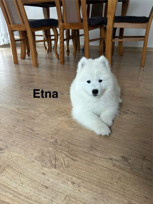 Suczka Etna Samoyed