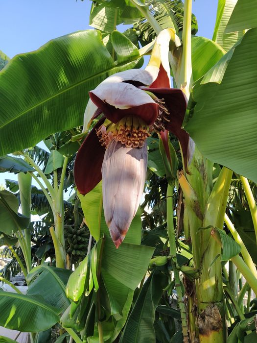 Bananeira Umbigo,  Coração